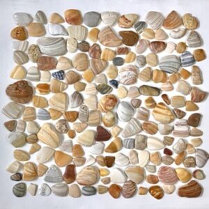 Seashell FRAGMENTS 170 Clam Shell Smooth Mosaic Pieces Jewelry Art Craft Decor